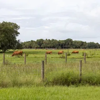 thumbnail for publication: Mycotoxins in Florida Pastures